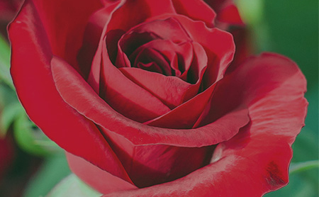 Rosehill Вторая версия сайта одной из крупнейших в России компаний по выращиванию роз